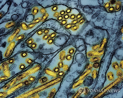 조류 인플루엔자[AP 연합뉴스 자료사진]